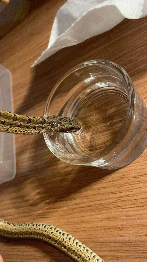 国产宠物蛇视频网站,揭秘蛇类爱好者们的“神秘乐园”