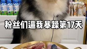 国产宠物蛇视频网站,揭秘蛇类爱好者们的“神秘乐园”