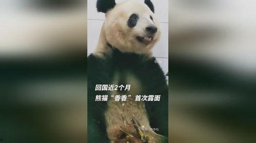 最新国产熊猫视频网站,打造国内原创内容新阵地