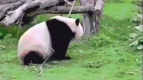 最新国产熊猫视频网站,打造国内原创内容新阵地