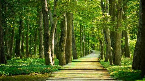 城市树木视频动画片国产,城市树木动画短片创意概述