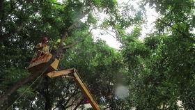 城市树木视频动画片国产,城市树木动画短片创意概述